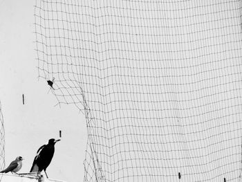 Low angle view of birds perching by net against wall