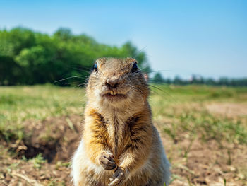 Close-up of squirrel on field