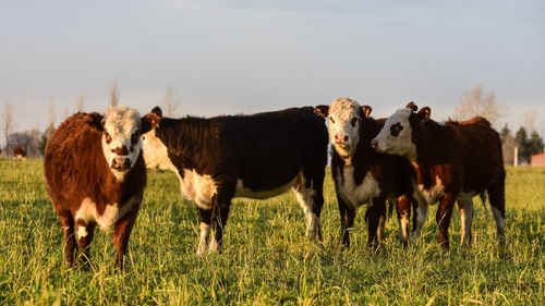 Cows grazing on field against sky