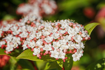 Close-up of white flowering plant