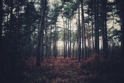 Trees in forest