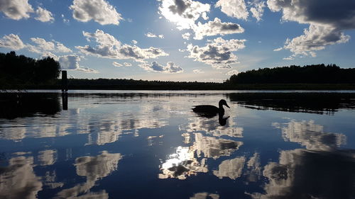 Swan swimming in lake against sky during sunset