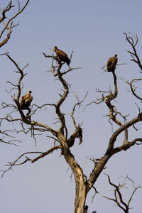 Low angle view of birds perching on bare tree against sky