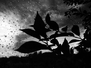 Close-up of silhouette leaves against sky