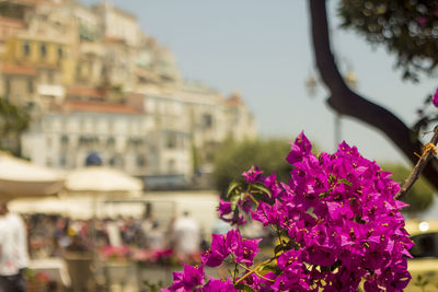 Close-up of pink flowering plant against buildings