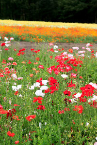 Close-up of red flowers blooming in field