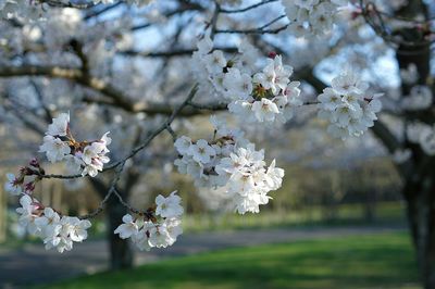 Close-up of white cherry blossom tree