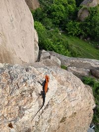 View of lizard on rock