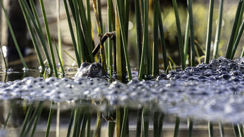 Close-up of a bird against blurred plants