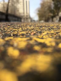 Surface level of yellow leaves on road against sky
