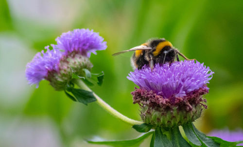 Close-up of honey bee pollinating on purple flower