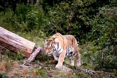 Tiger walking on a land