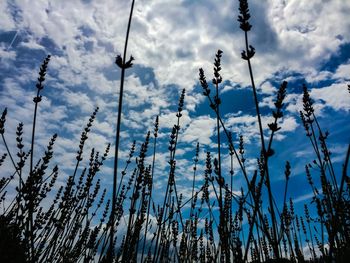 Low angle view of silhouette plants on field against sky