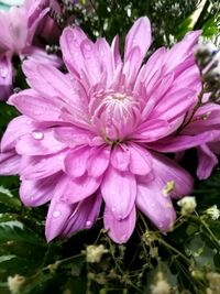 Close-up of pink flowers blooming outdoors