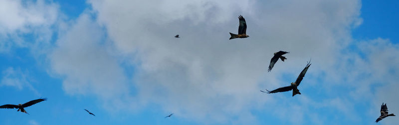 Low angle view of birds flying