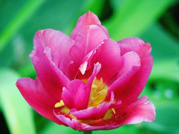 Close-up of pink flowers