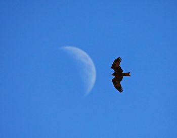 Low angle view of bird flying against clear blue sky