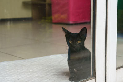 Portrait of black cat by window