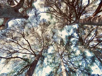 Low angle view of bare tree against sky