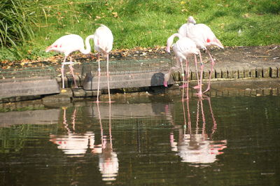 Swans on lake