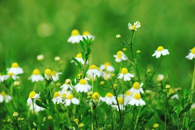 Close-up of white daisy flowers