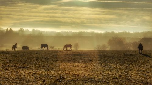 Horses on field against sky