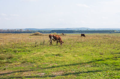Horses in a field