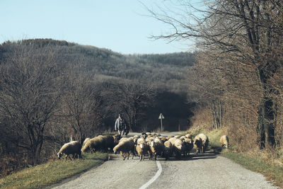 Flock of sheep grazing on landscape against sky