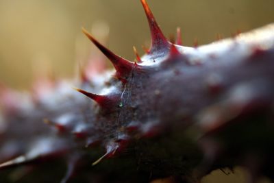 Close-up of plant against blurred background