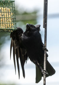 Big black bird hanging in a pole