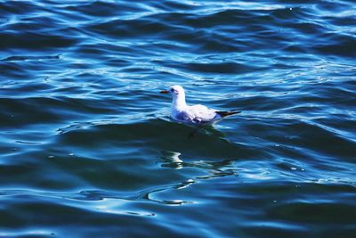 Close-up of swan swimming in lake