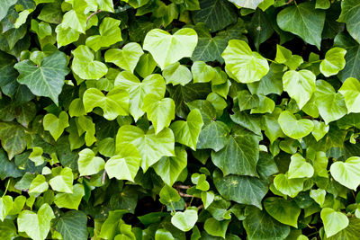 Full frame shot of leaves