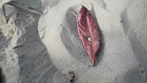 Close-up of dead fish on sand