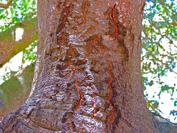 Close-up of tree trunk in forest