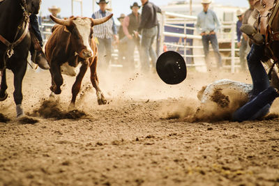 Steer wrestling