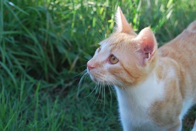 Close-up of a cat looking away