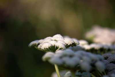 Close-up of white flowering plant during winter