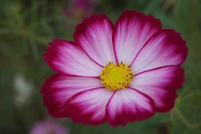 Close-up of pink cosmos flower blooming outdoors