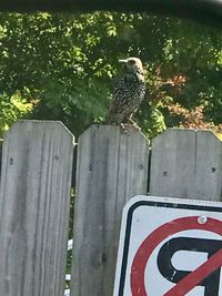 Close-up of bird perching on wooden post