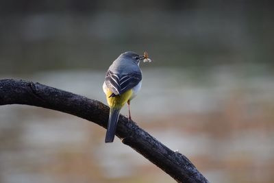 Close-up of bird perching on branch