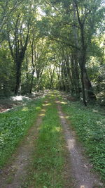 Footpath passing through forest