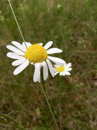 Close-up of white daisy flowers