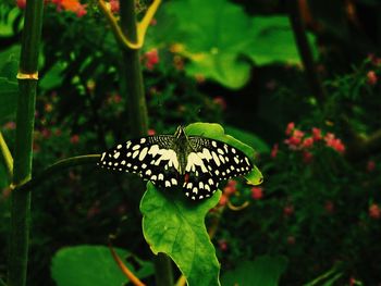 Close-up of butterfly perching on leaf