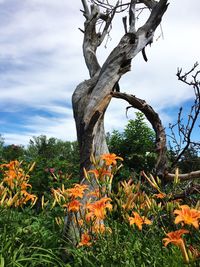 Close-up of orange flowering tree on field against sky