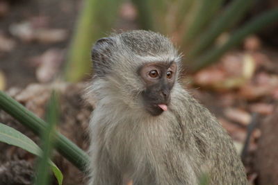Close-up of a baby monkey sticking out his tongue