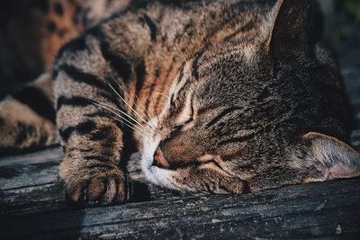 Close-up of cat sleeping on wood