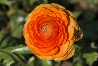 Close-up of orange flower