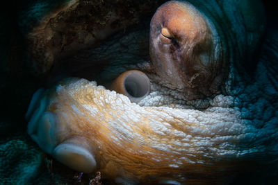 Close-up of turtle in sea