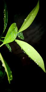 Close-up of raindrops on plant