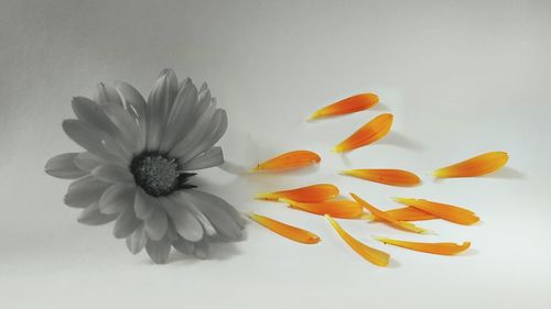 Close-up of white flower